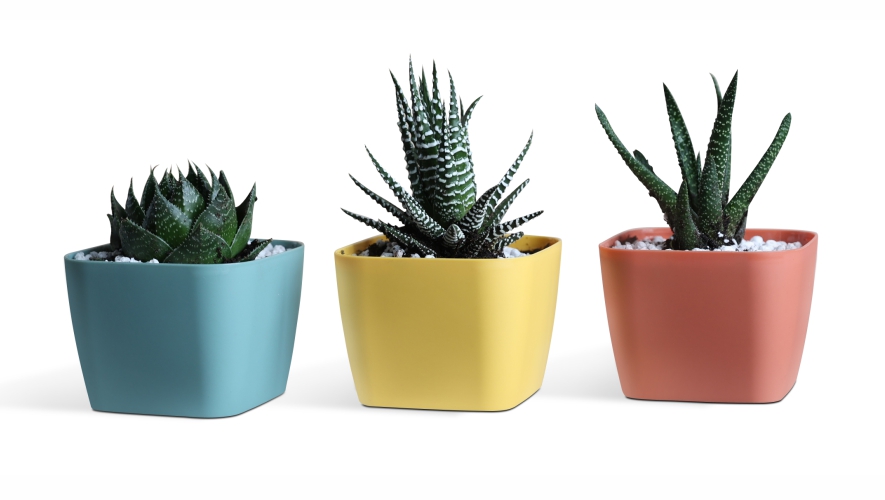 Сад и цветоводство